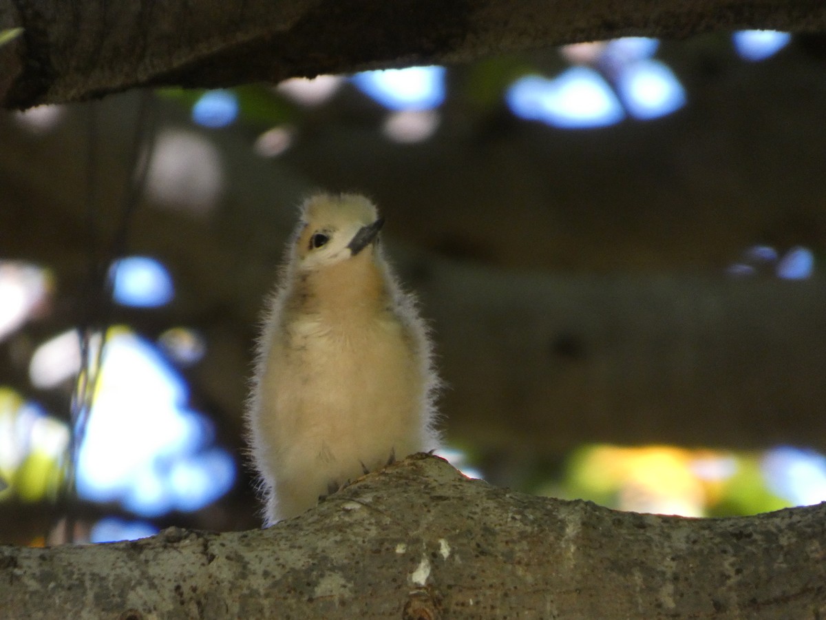 White Tern - ML640742075