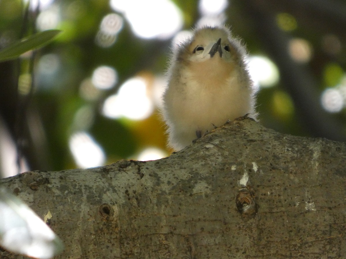 White Tern - ML640742077