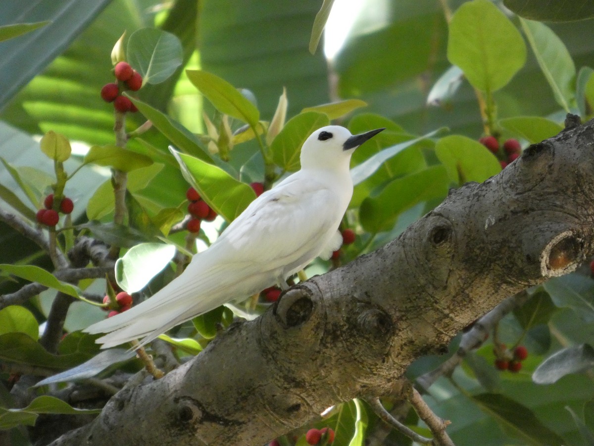 White Tern - ML640742078