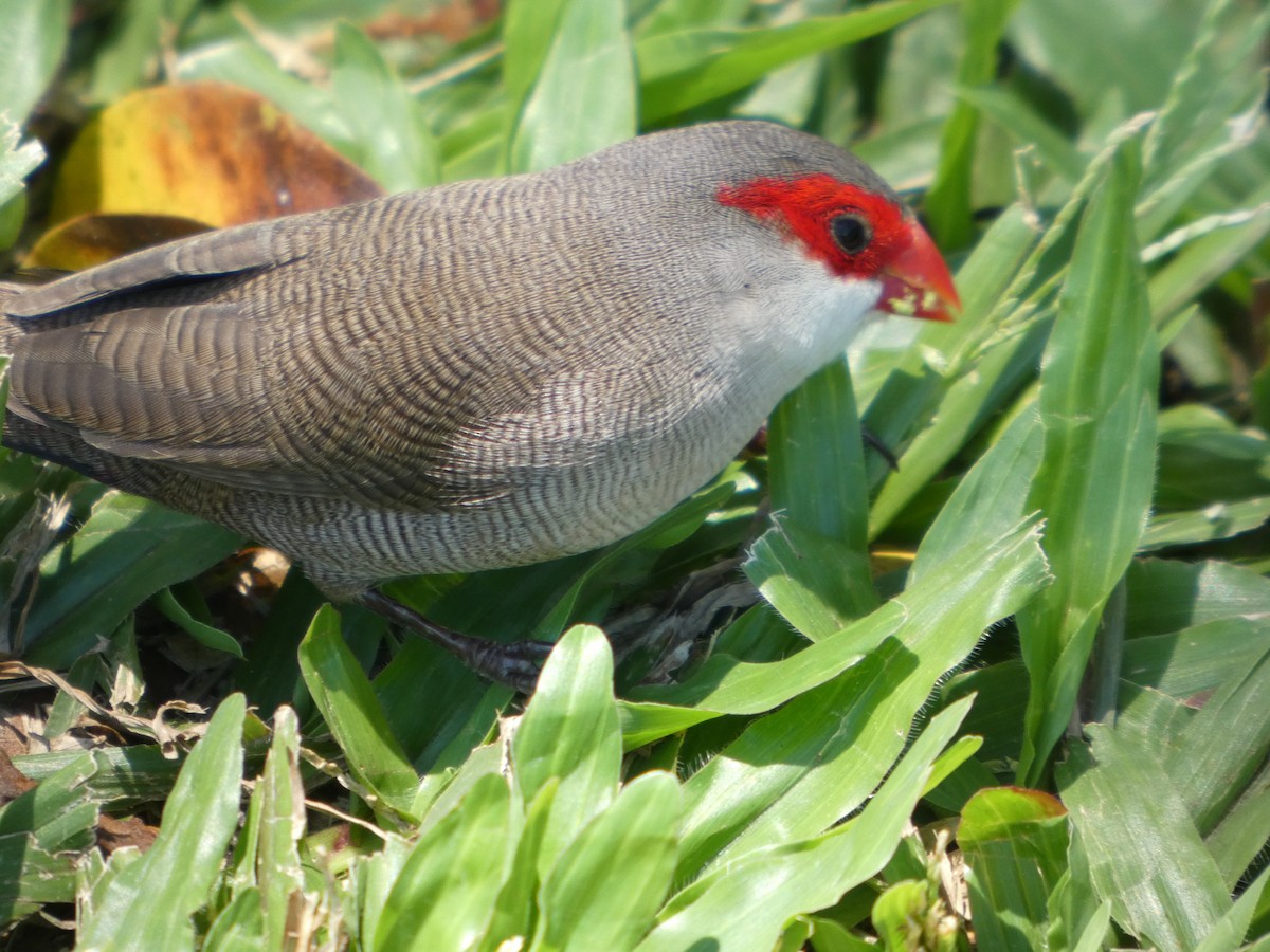 Common Waxbill - ML640742133