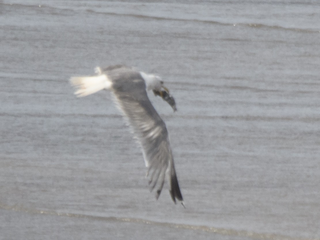 Lesser Black-backed Gull - ML640742134