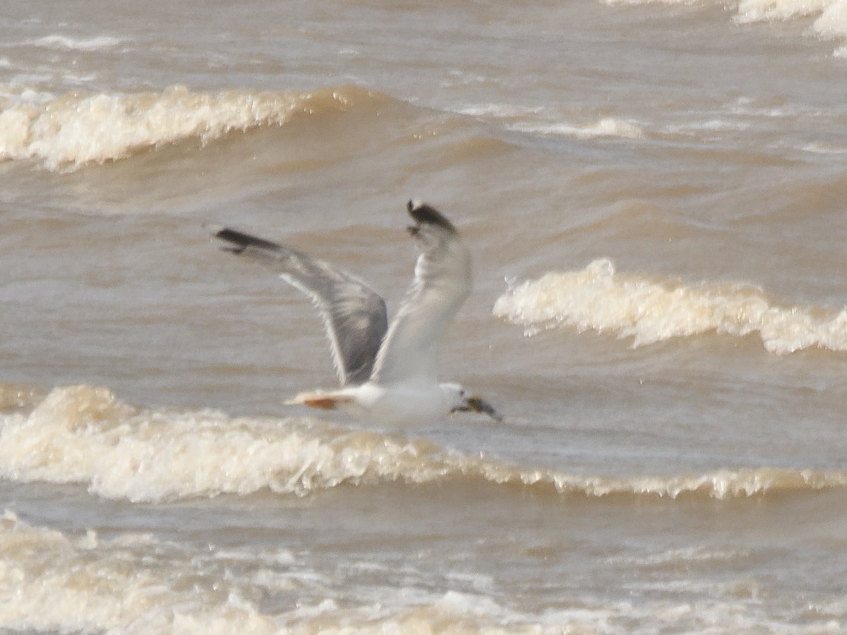 Lesser Black-backed Gull - ML640742135