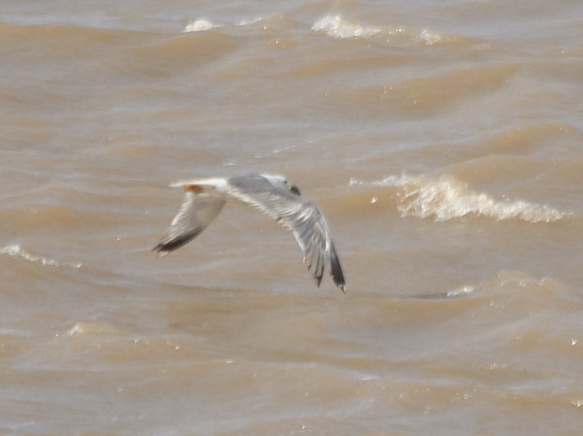 Lesser Black-backed Gull - ML640742136