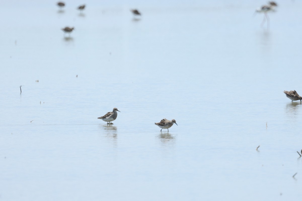 Pectoral Sandpiper - ML640742137