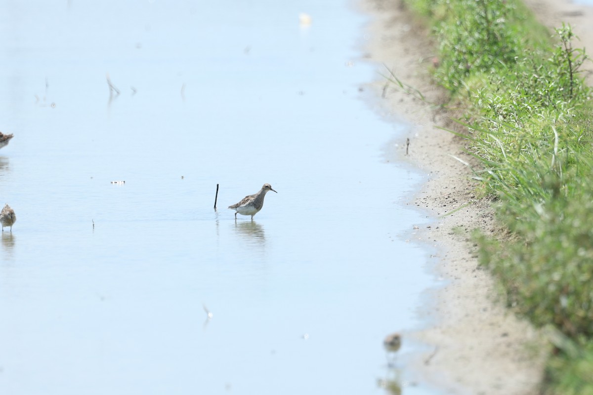 Pectoral Sandpiper - ML640742138