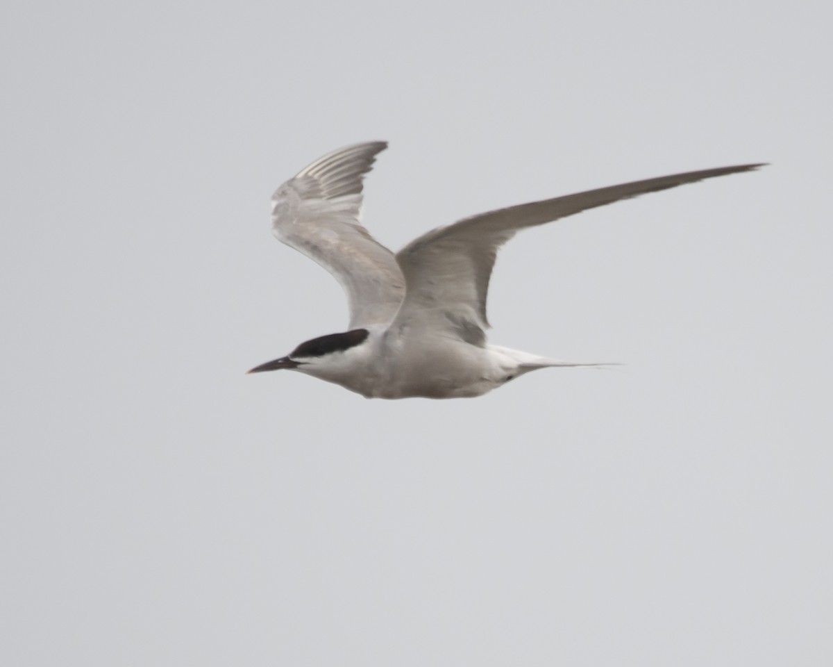 Common Tern - ML640742139