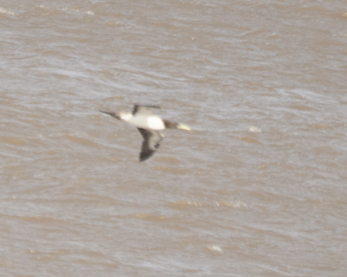 Masked Booby - ML640742140