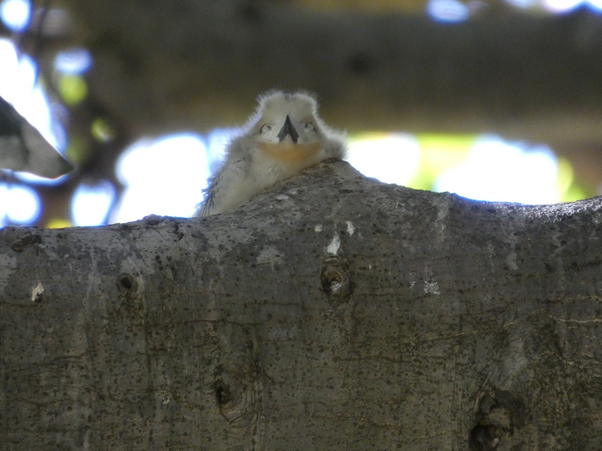 White Tern - ML640742144