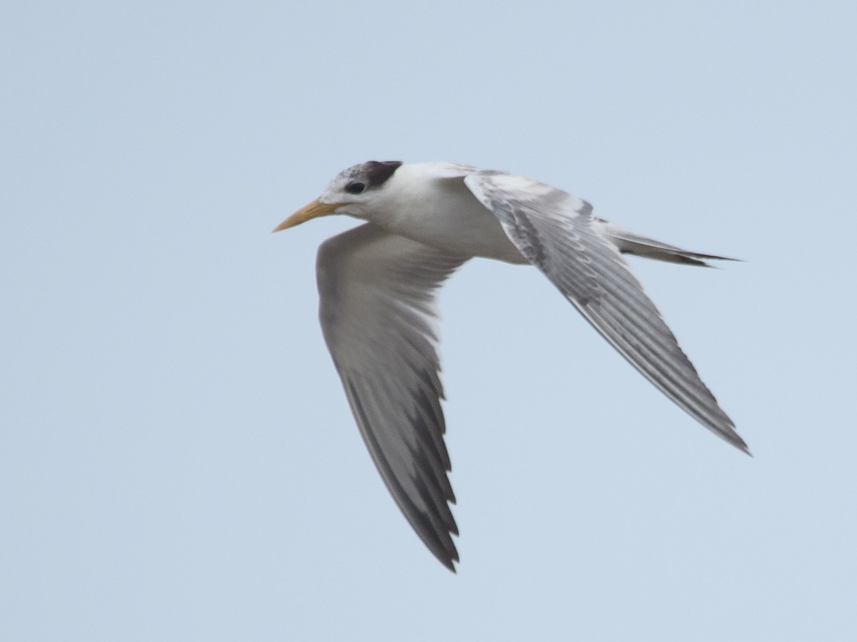 Lesser Crested Tern - ML640742155