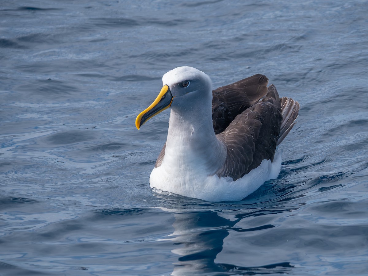 Buller Albatrosu - ML640742179