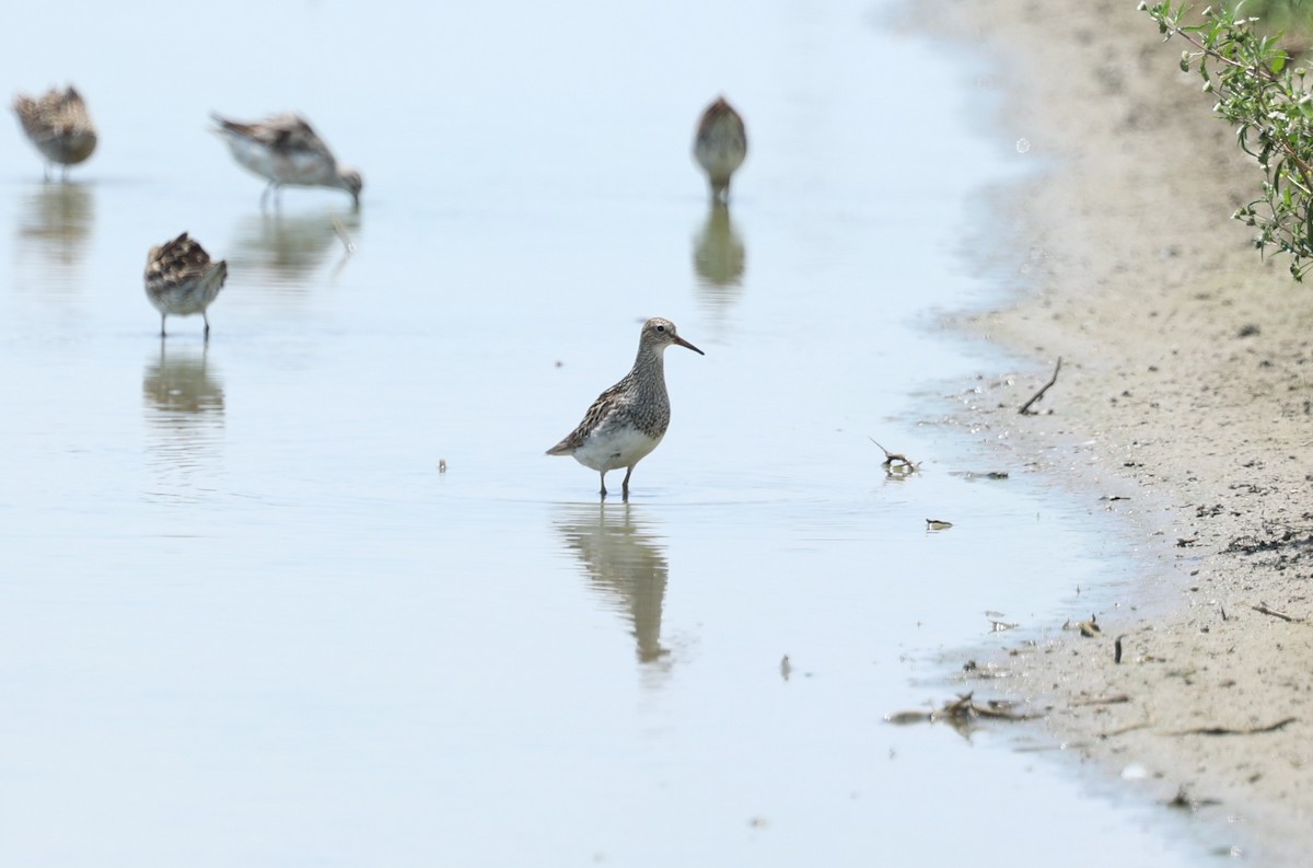 Pectoral Sandpiper - ML640742183