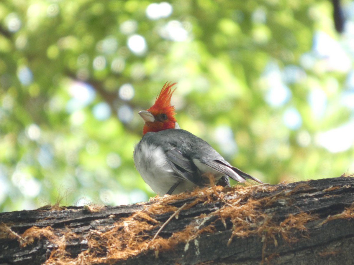 Red-crested Cardinal - ML640742201