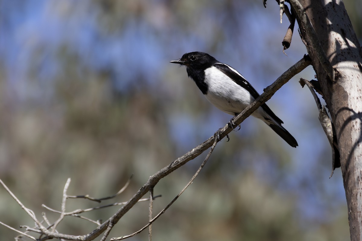 Hooded Robin - ML640742243