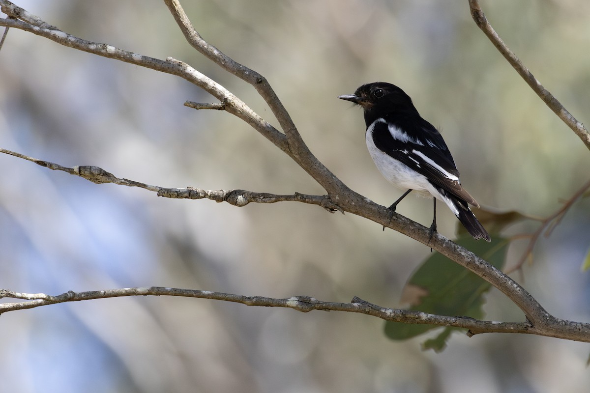 Hooded Robin - ML640742244