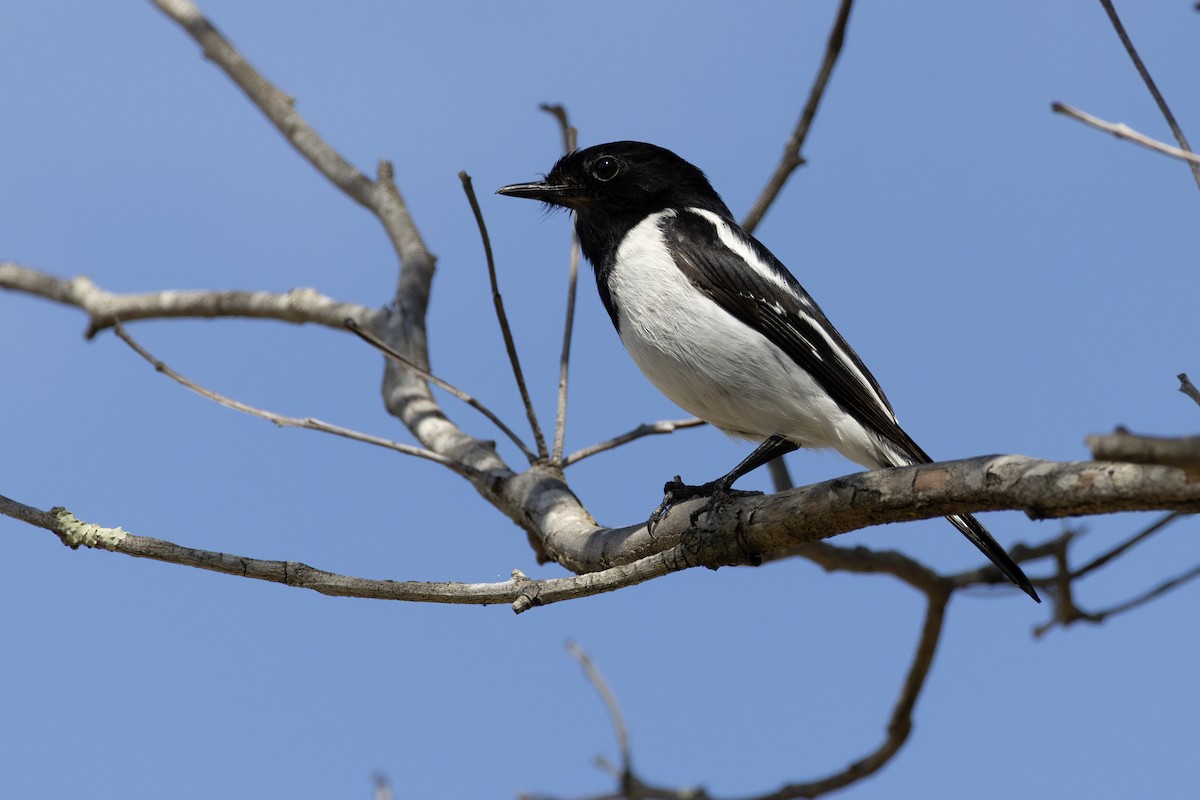 Hooded Robin - ML640742246