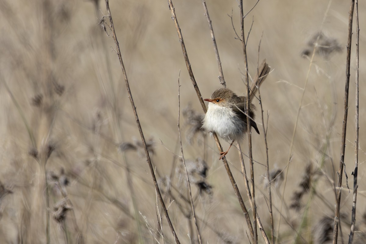 Superb Fairywren - ML640742257