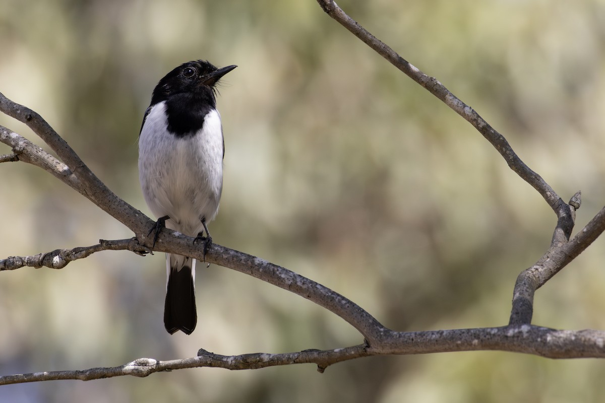 Hooded Robin - ML640742275