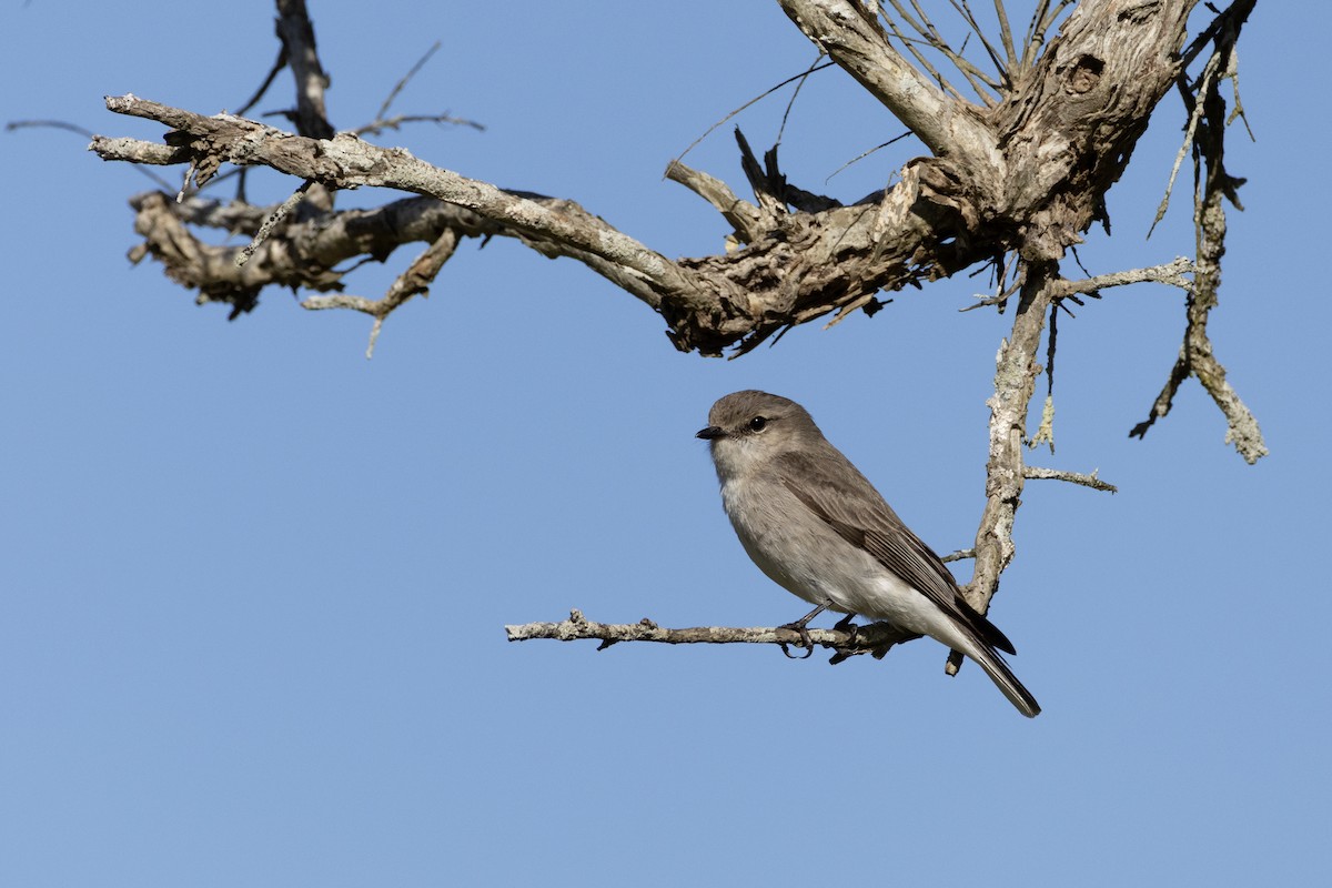 Jacky-winter - ML640742282