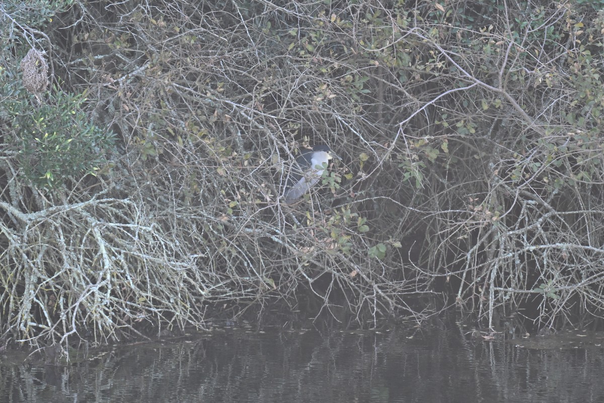 Black-crowned Night Heron - ML640742375