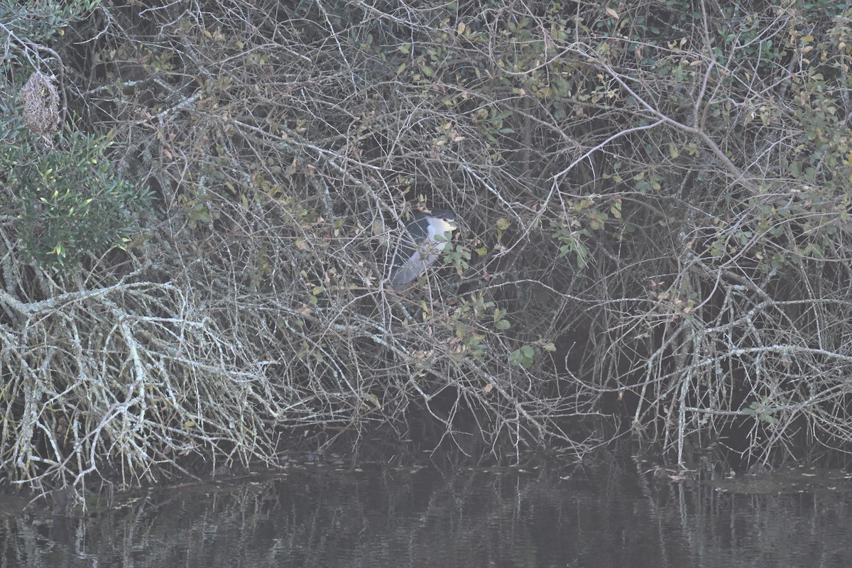 Black-crowned Night Heron - ML640742376