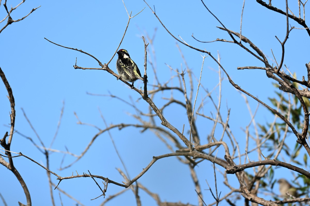 Rotstirn-Bartvogel - ML640742379