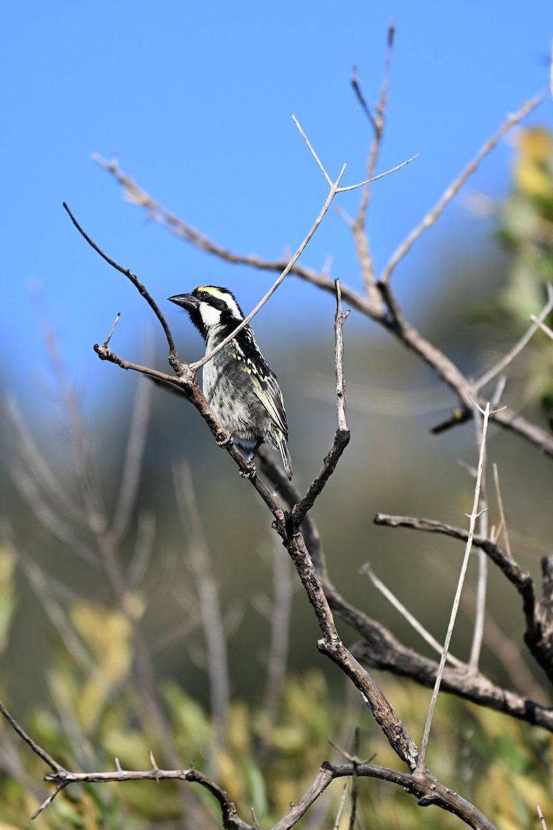 Rotstirn-Bartvogel - ML640742380