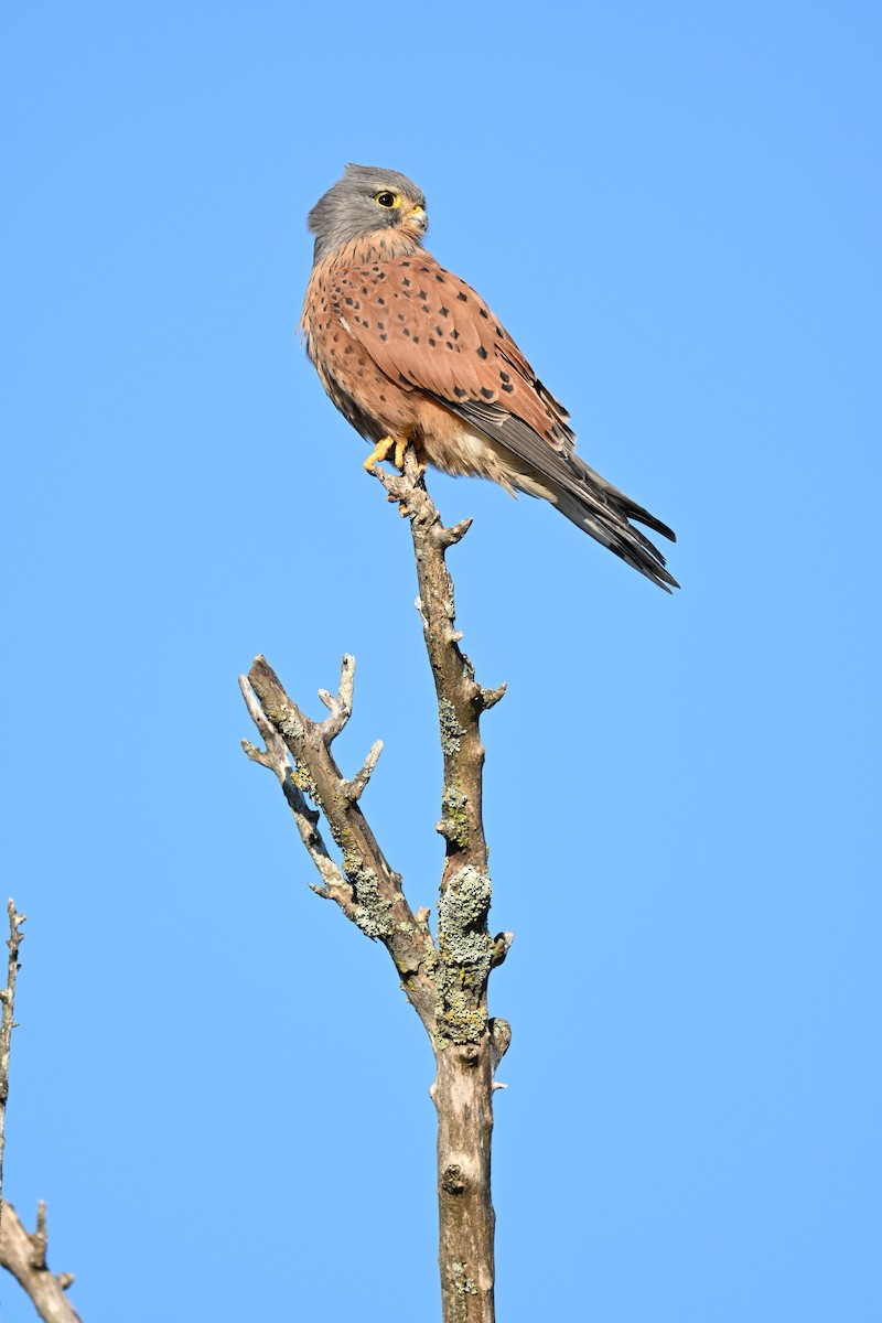 Rock Kestrel - ML640742382