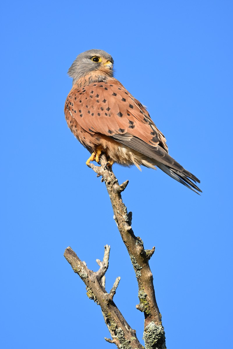 Rock Kestrel - ML640742383