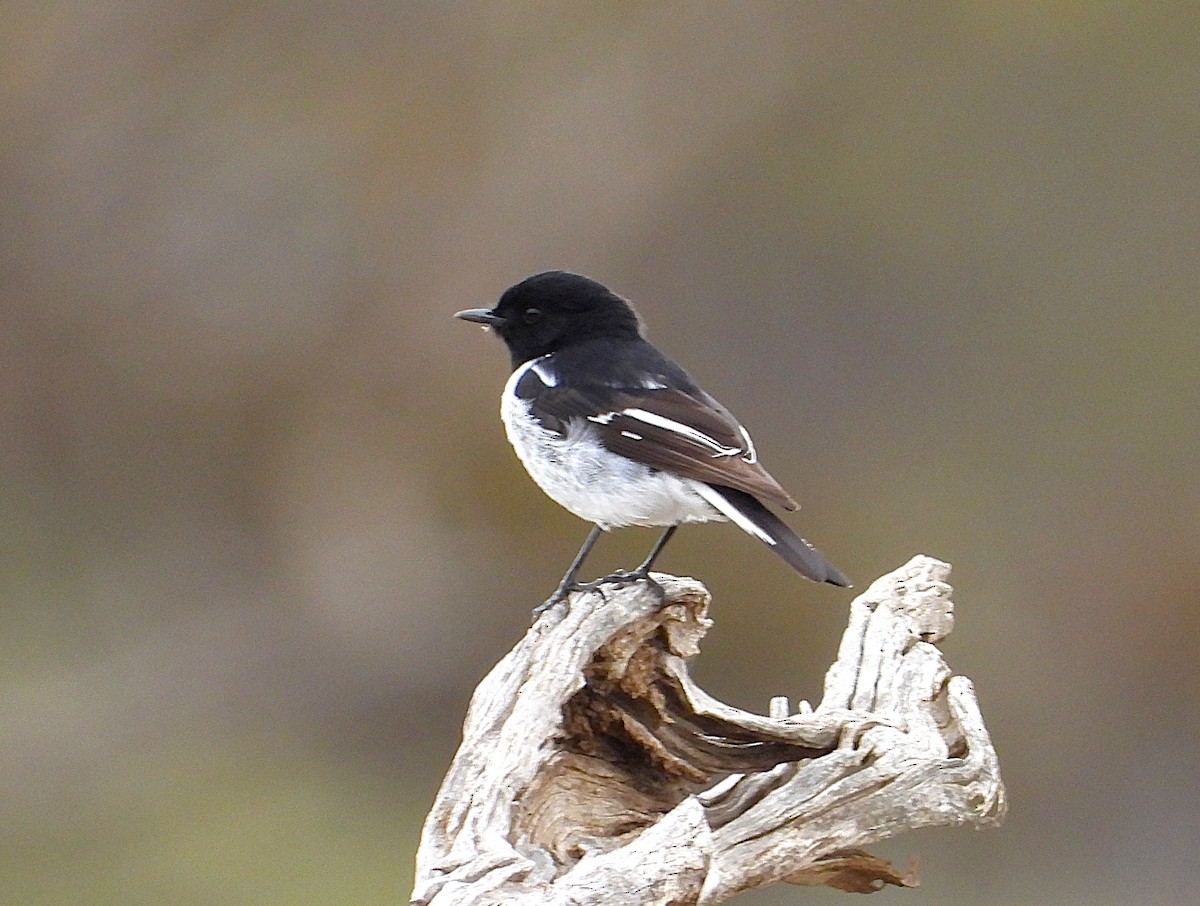 Hooded Robin - ML640742398