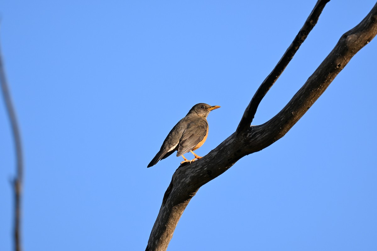 Olive Thrush - ML640742399