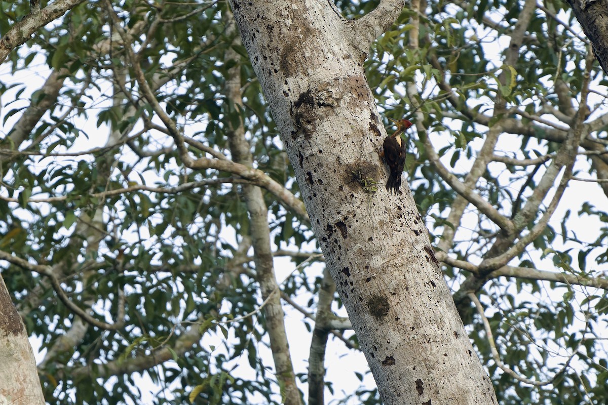 Orange-backed Woodpecker - ML640742429