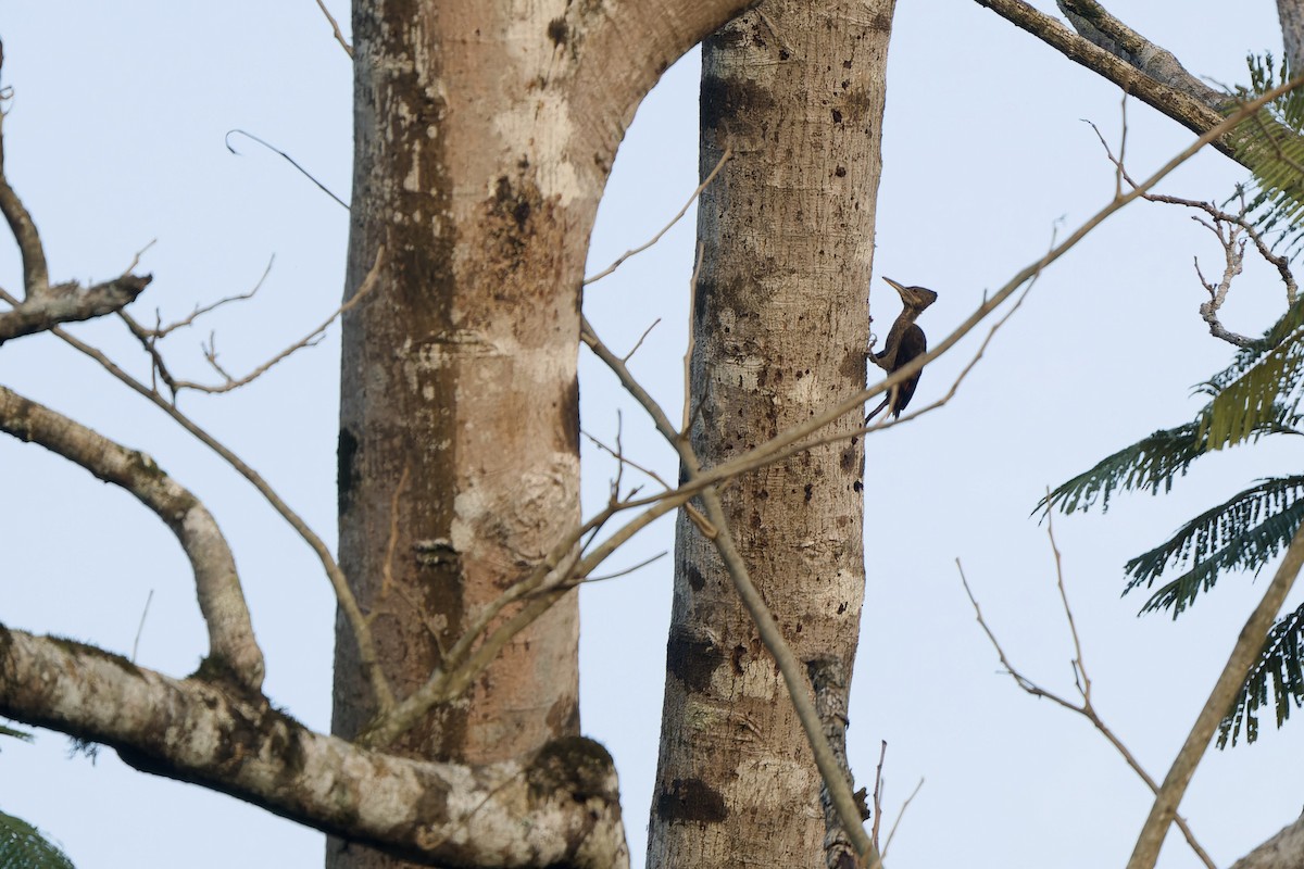 Orange-backed Woodpecker - ML640742430