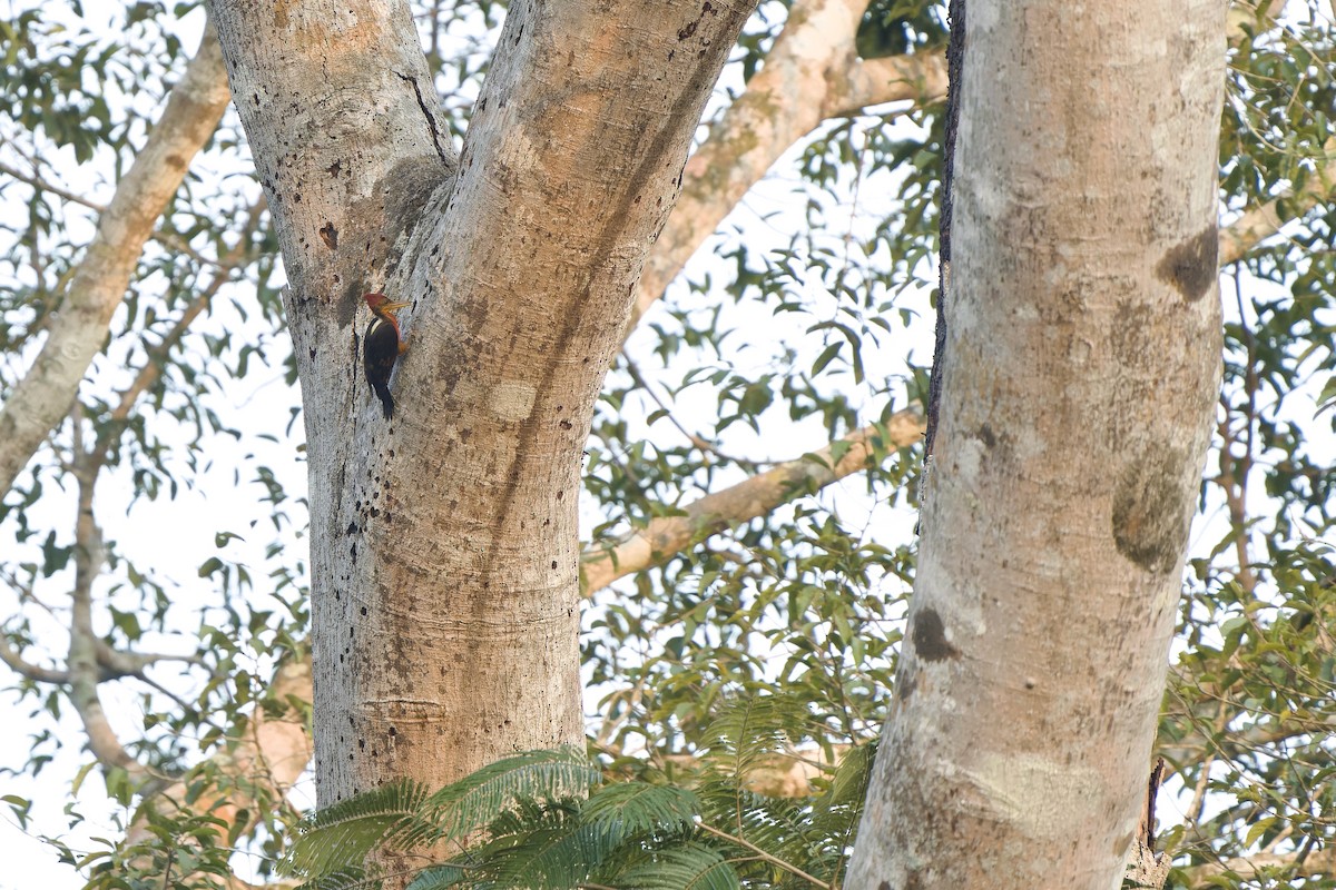 Orange-backed Woodpecker - ML640742431
