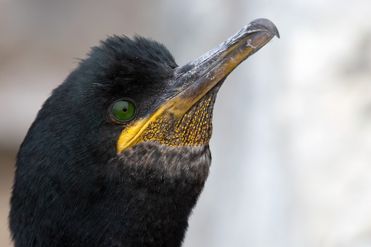 kormorán chocholatý (ssp. aristotelis) - ML640742438