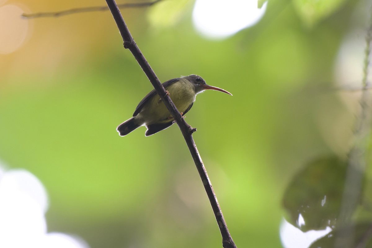 Little Spiderhunter - ML640742459