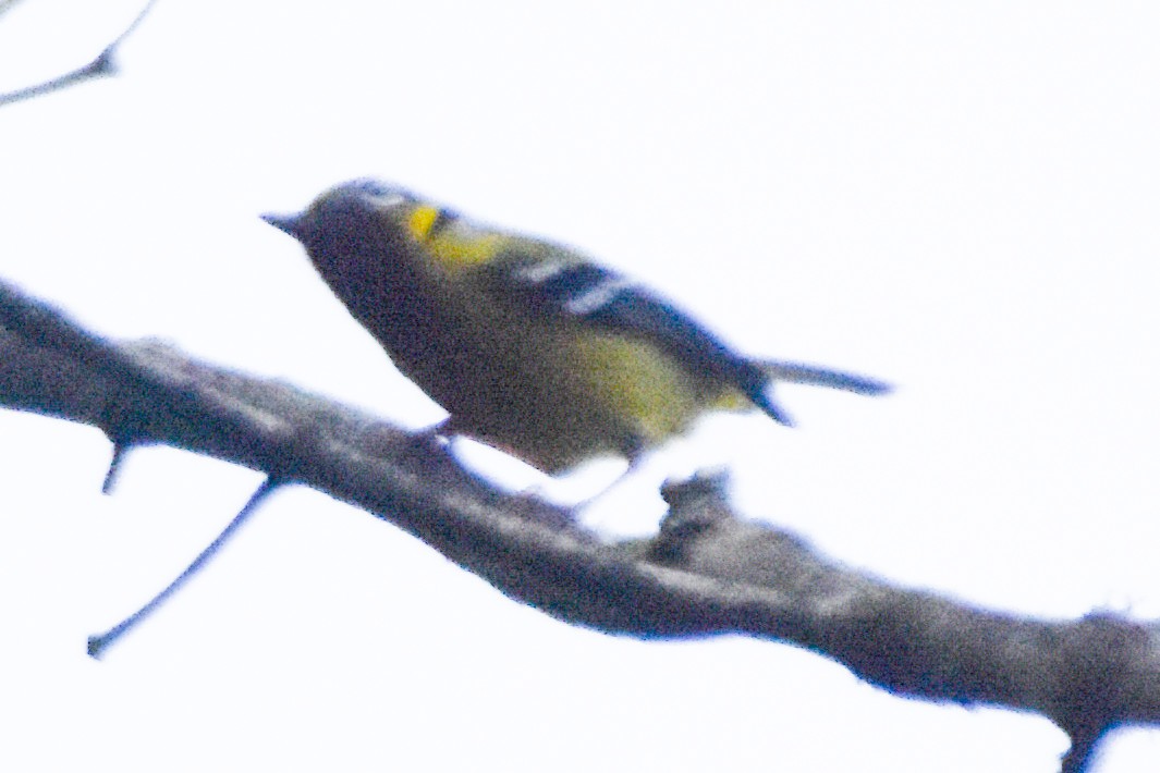 Black-eared Shrike-Babbler - ML640742461
