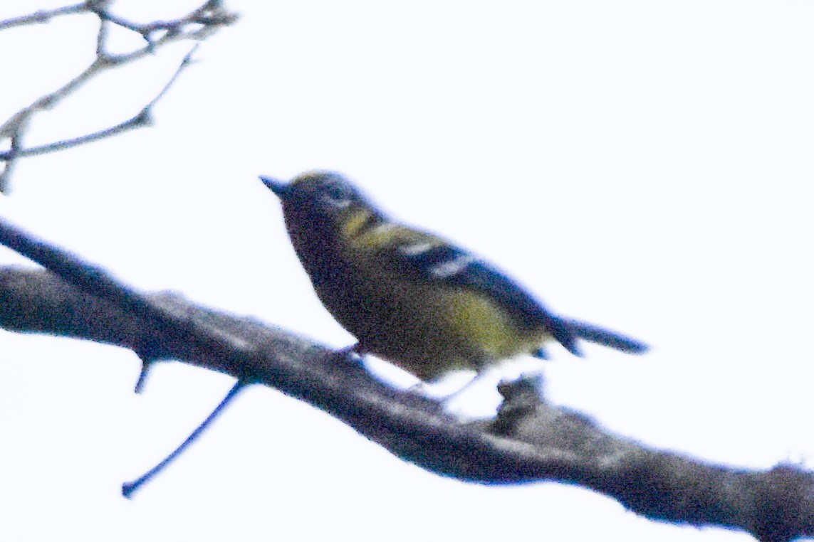 Black-eared Shrike-Babbler - ML640742462