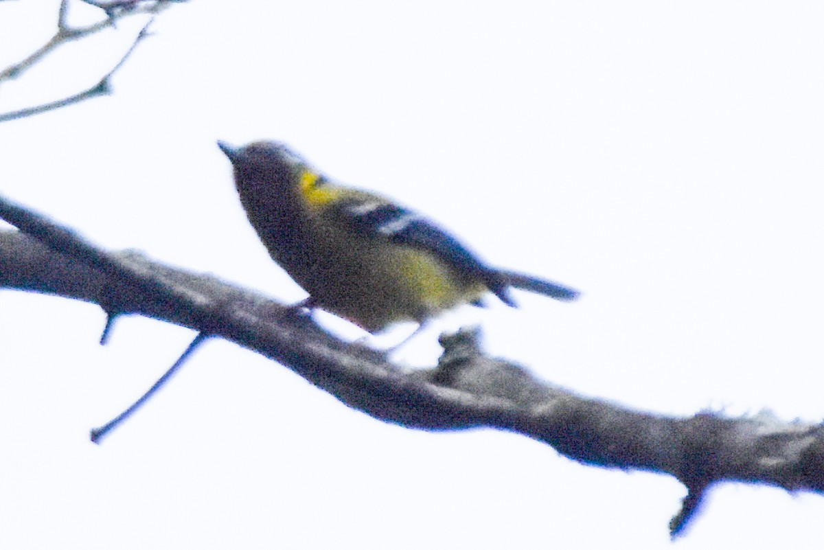 Black-eared Shrike-Babbler - ML640742463
