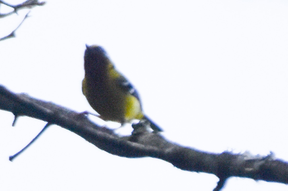 Black-eared Shrike-Babbler - ML640742464