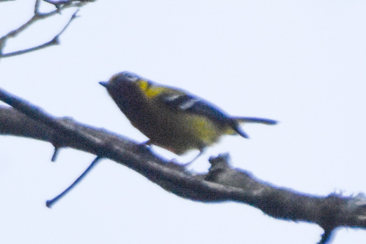 Black-eared Shrike-Babbler - ML640742465