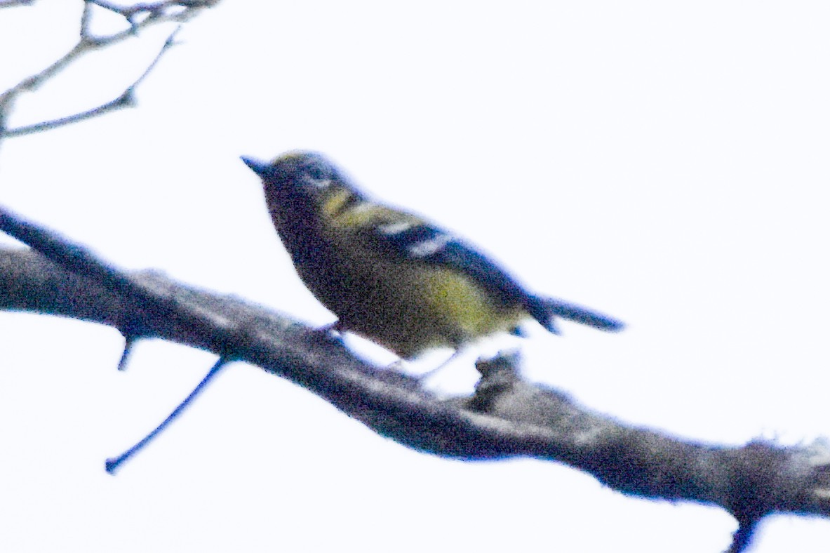 Black-eared Shrike-Babbler - ML640742466