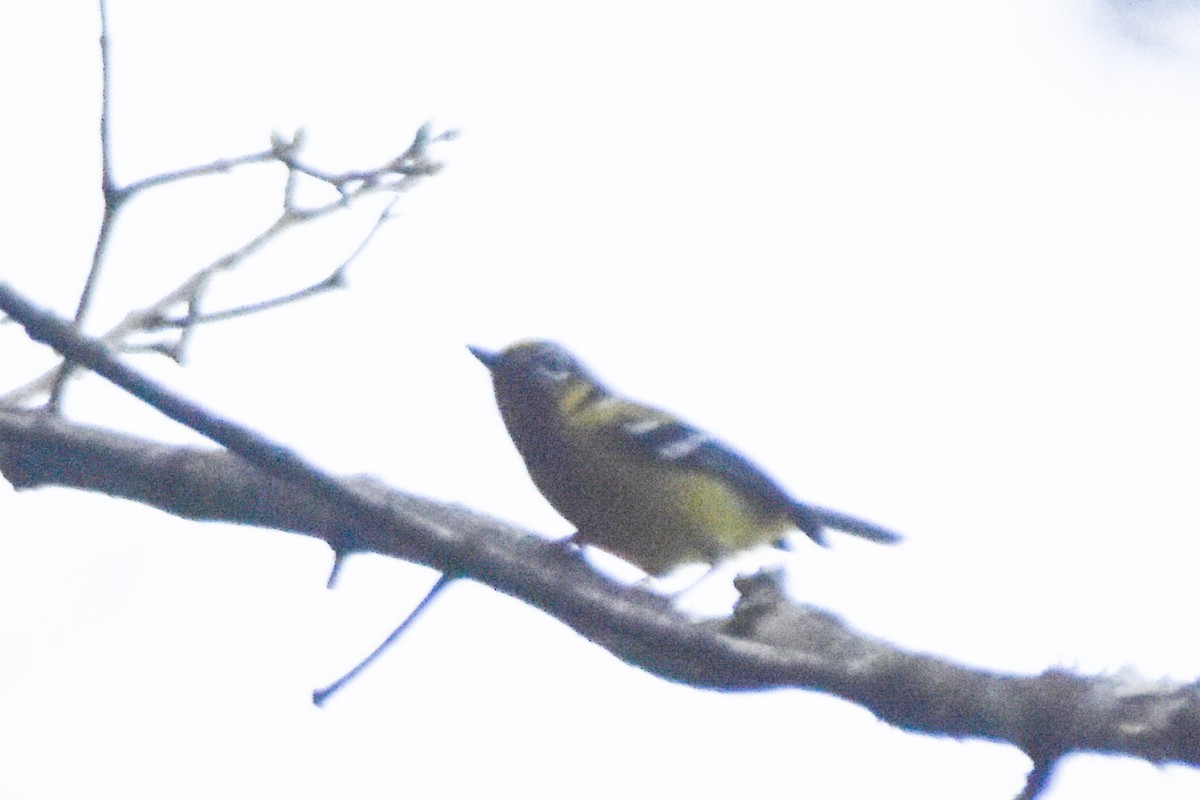Black-eared Shrike-Babbler - ML640742467