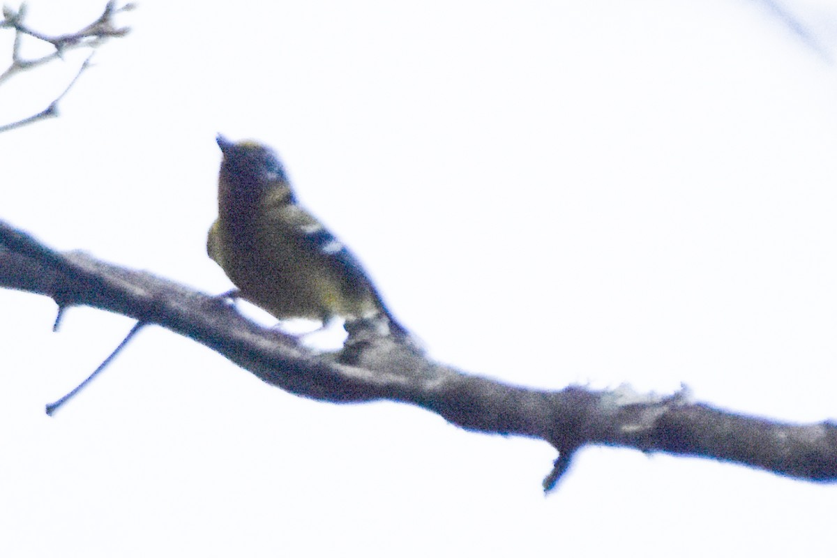 Black-eared Shrike-Babbler - ML640742468