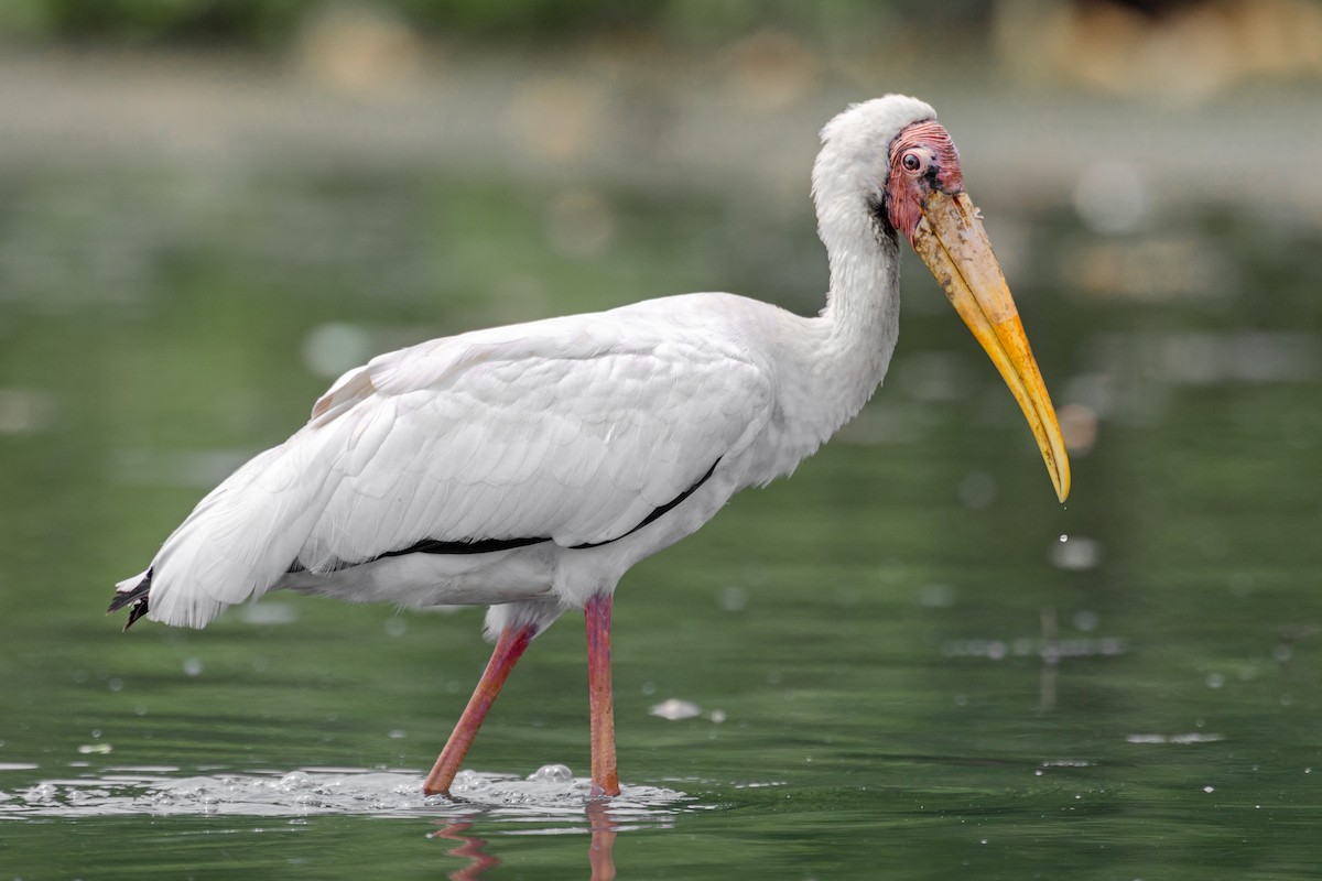 Milky Stork - ML640742470