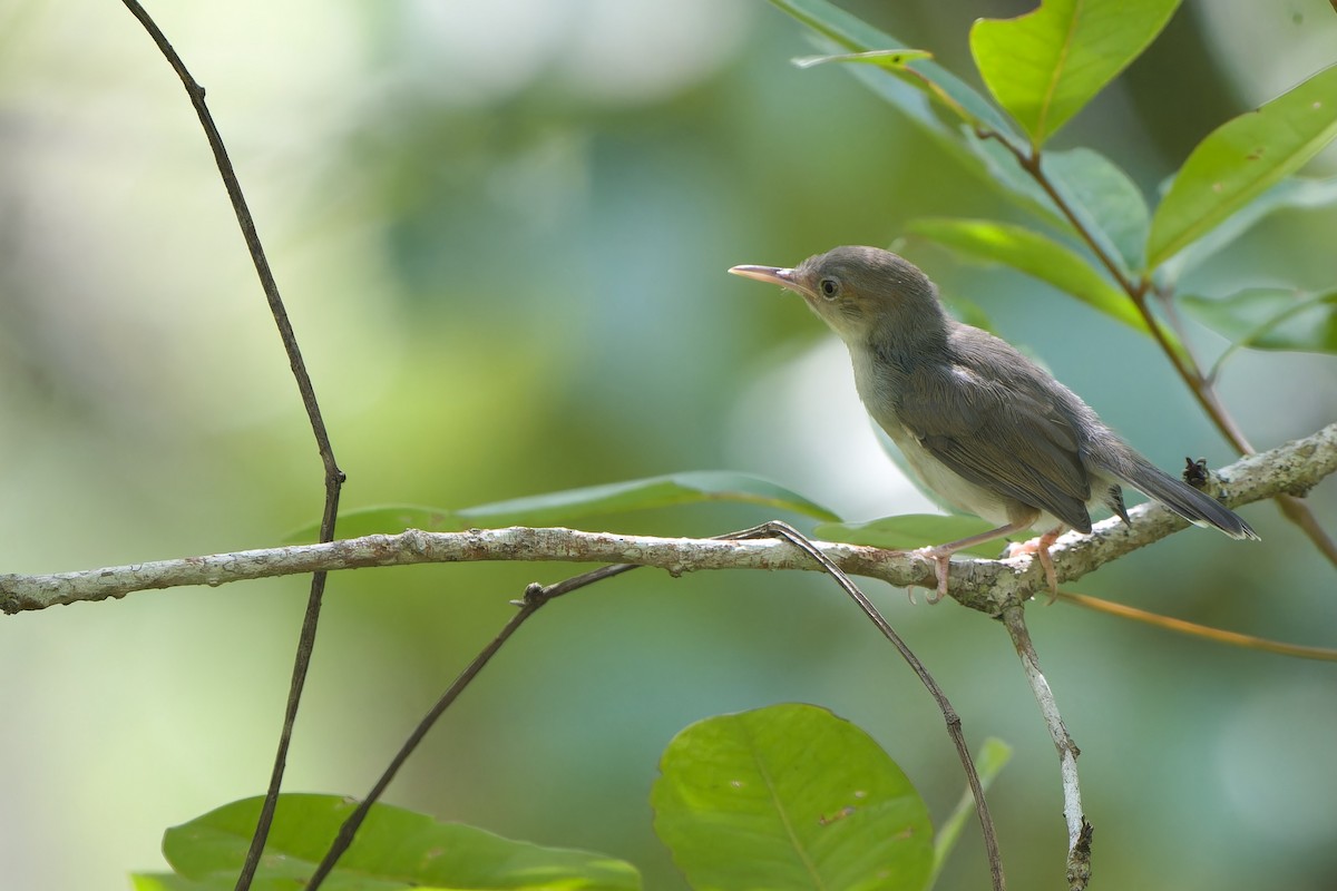 Ashy Tailorbird - ML640742471