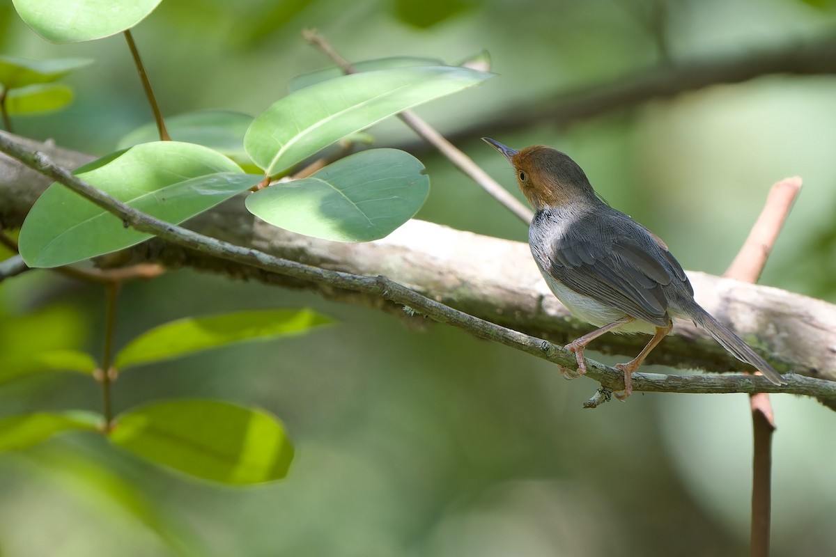 Ashy Tailorbird - ML640742472