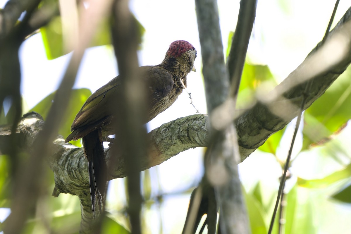 Laced Woodpecker - ML640742480
