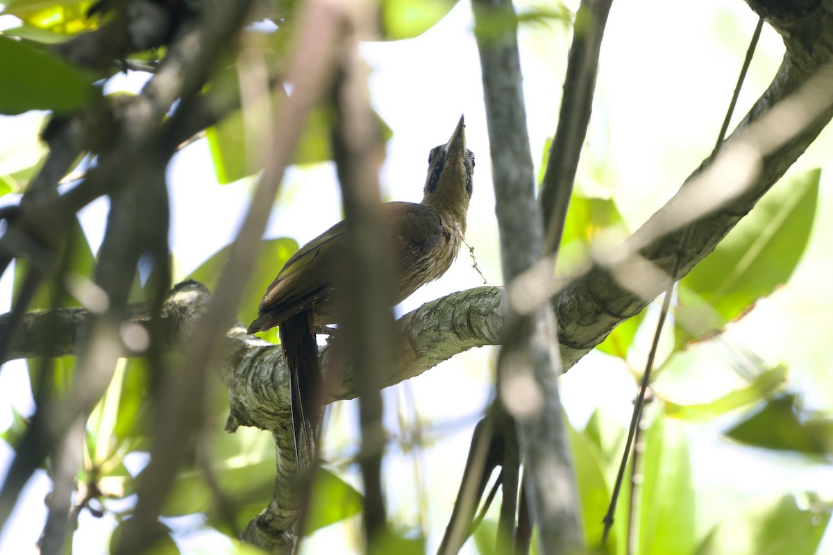Laced Woodpecker - ML640742481