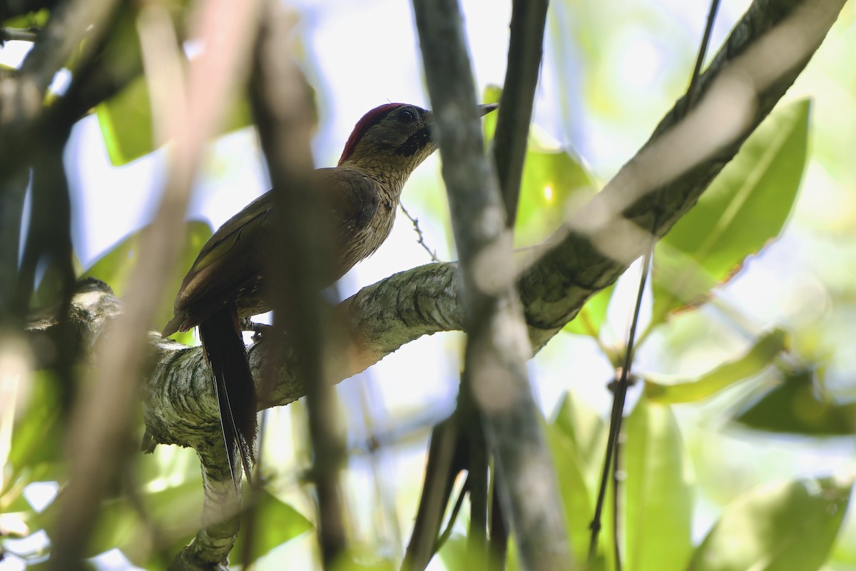 Laced Woodpecker - ML640742482