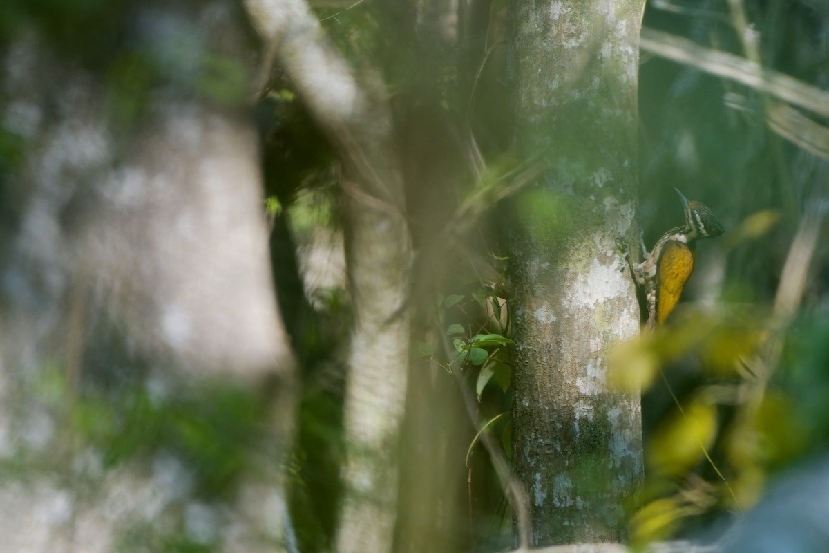 Common Flameback - ML640742495